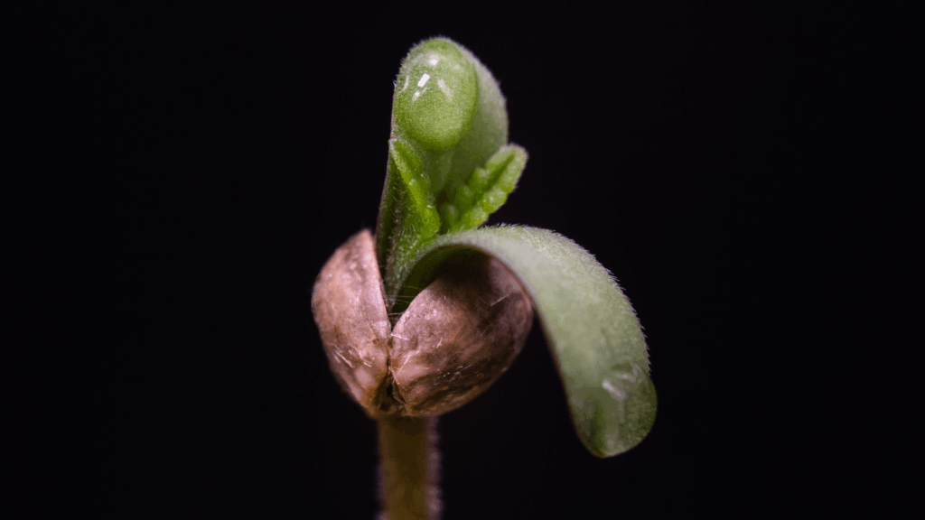 cannabis seeds